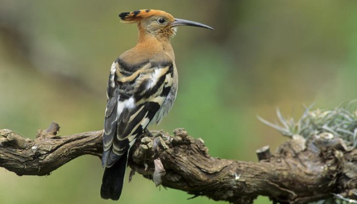 African Hoopoe, Upupa africana, Western Cape, South Africa